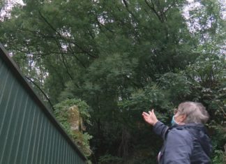 Veciños de Sobreviñas demandan a limpeza do monte próximo ás súas propiedades