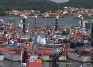 A toxina obriga ó peche da campaña marisqueira en Noia