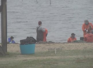 As mariscadoras a pé de Carril piden á xunta o cese da súa actividade pola gran cantidade de ameixa perdida As mariscadoras a pé de Carril piden á xunta o cese da súa actividade pola gran cantidade de ameixa perdida
