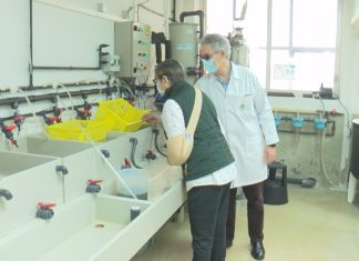 Rouban 5200 berberechos nunha batea da Ría de Arousa que formaban parte dun proxecto do CIMA contra a Marteilia Rouban 5200 berberechos nunha batea da Ría de Arousa que formaban parte dun proxecto do CIMA contra a Marteilia