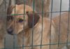 A protectora Os Palleiros paraliza as adopcións dos cachorros durante o Nadal