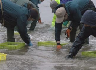 Técnicos de Mar avaliarán o estado dos bancos afectados pola alta mortaldade