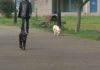 Temor en Portonovo tralo envelenamento de 8 mascotas na rúa Temor en Portonovo tralo envelenamento de 8 mascotas na rúa