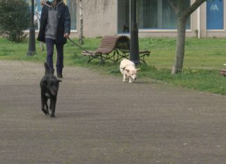Temor en Portonovo tralo envelenamento de 8 mascotas na rúa Temor en Portonovo tralo envelenamento de 8 mascotas na rúa
