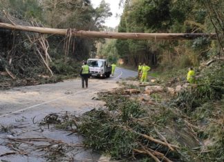 A caída de dous eucaliptos obriga a pechar a estrada de Moldes