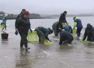O exceso de auga doce provoca unha elevada mortandade do marisco en Rianxo