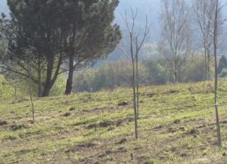 O Con da Romaíña, un novo pulmón verde para Sanxenxo