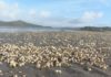 Vilagarcía amosa o seu apoio aos mariscadores carrilexos e esixe á Xunta axudas inmediatas