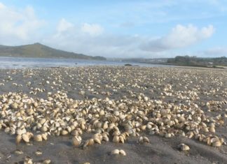 Vilagarcía amosa o seu apoio aos mariscadores carrilexos e esixe á Xunta axudas inmediatas