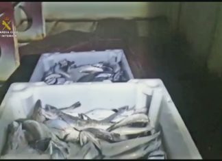 Comisan 143 quilos de pescada ilegal en varios barcos en Ribeira