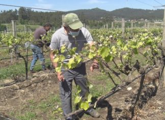 Os técnicos de campo aconsellan realizar os tratamentos nos viñedos ‘como no prezo xusto’ Os técnicos de campo aconsellan realizar os tratamentos nos viñedos "como no prezo xusto"