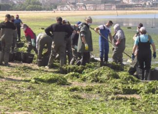 Unha invasión de algas pon en risco de morte a toda a ameixa da praia da Compostela Unha invasión de algas pon en risco de morte a toda a ameixa da praia da Compostela