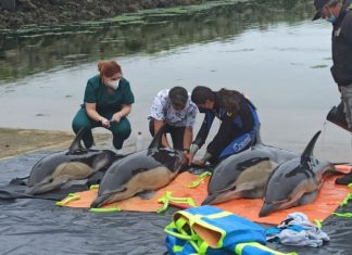 Rescatan a cinco golfiños varados na enseada do río Beluso