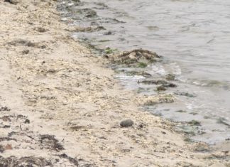 Veciños de Sobradelo denuncia a falta de limpeza da praia de Canelas Veciños de Sobradelo denuncia a falta de limpeza da praia de Canelas
