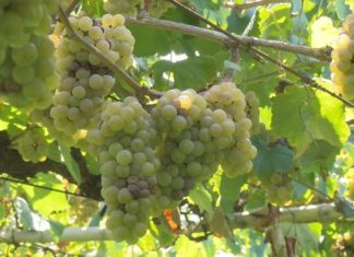 A DO Rías Baixas podería ingresar máis de 6 millóns de euros co aumento da comercialicación da uva A DO Rías Baixas podería ingresar máis de 6 millóns de euros co aumento da comercialicación da uva