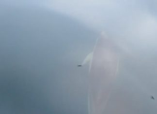 A CEMMA pide o peche da praia sonense da Ornanda