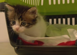 O refuxio de animais de Cambados denuncia o deixamento da policía local de do concello de Vilanova O refuxio de animais de Cambados denuncia o deixamento da policía local de do concello de Vilanova