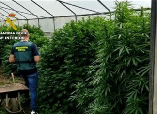 Detidos dous pobrenses por cultivo de marihuana