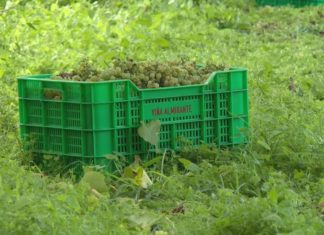 As adegas da D.O. Rías Baixas superan o ecuador da vendima con 28 millóns de quilos de uva recollidos As adegas da D.O. Rías Baixas superan o ecuador da vendima con 28 millóns de quilos de uva recollidos