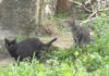 Meis alerta dun virus que xa provocou a morte de dous gatos Meis alerta dun virus que xa provocou a morte de dous gatos