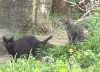 Meis alerta dun virus que xa provocou a morte de dous gatos Meis alerta dun virus que xa provocou a morte de dous gatos