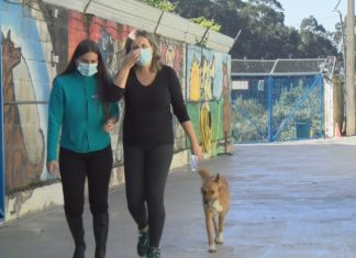 Os animais regresan ao refuxio de Cambados tralas obras de mellora do centro Os animais regresan ao refuxio de Cambados tralas obras de mellora do centro