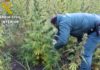 Desmantelada unha plantación ilegal de cannabis en Outes