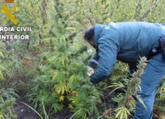 Desmantelada unha plantación ilegal de cannabis en Outes