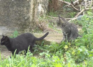 Morren máis de 70 gatos no Salnés contaxiados polo virus panleucopenia Morren máis de 70 gatos no Salnés contaxiados polo virus panleucopenia