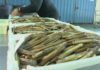 O prezo do marisco mantense na lonxa con cotizacións estables