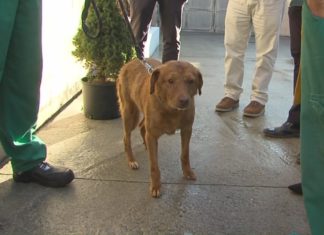 Récord de adopcións no CAAN da Deptuación de Pontevera: 660 animais atoparon fogar