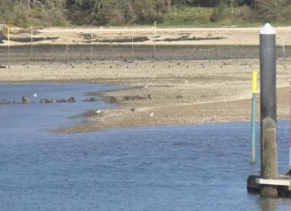 O primeiro informe do proxecto Ambarulla sinala a influencia do embalse de Portodemouros no Río Ulla e na Ría de Arousa O primeiro informe do proxecto Ambarulla sinala a influencia do embalse de Portodemouros no Río Ulla e na Ría de Arousa