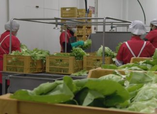 A folga de transportistas obriga a tirar os primeiros alimentos na principal hortícola de Galicia