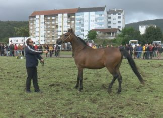Noia prepárase para vivir as súas festas máis tradicionais coa celebración do San Marcos