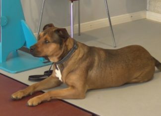 Unha praia urbana e un recinto para mascotas, principais demandas da nova Asociación Canina do Grove