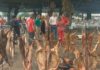 Moraña volverá a gozar na Carballeira de Santa Lucía da festa do carneiro ao espeto Moraña volverá a gozar na Carballeira de Santa Lucía da festa do carneiro ao espeto
