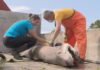 O ‘solraio’ falecido en Vilanova, un tiburón insólito en Galicia e de moito interese para a ciencia
