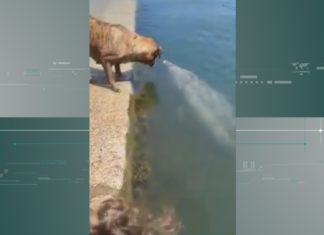 Os xogos entre un golfiño e un can no Freixo fanse virais na rede