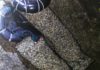 Os furtivos rouban 300 quilos de berberecho na lonxa de Esteiro