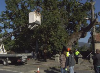 Pontevedra intervén de urxencia no carballo de Santa Margarida para evitar a rotura dunha póla
