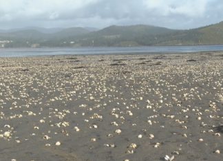 Os parquistas de Carril e Cobres San Rafael lanzan dúas sondas para estudar a mortalidade da ameixa na desembocadura do Ulla Os parquistas de Carril e Cobres San Rafael lanzan dúas sondas para estudar a mortalidade da ameixa na desembocadura do Ulla