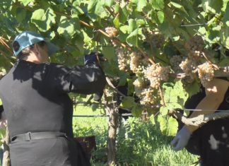 A Denominación de Orixe Rías Baixas agarda chegar o luns ata os 39 millóns de quilos de uva recollidos A DO Rías Baixas agarda chegar o luns ata os 39 millóns de quilos de uva recollidos