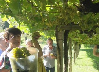 Pontón reclama dende Pazo Baión a creación dunha lei galega do viño