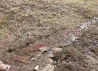 O BNG leva ó Parlamento os presuntos vertidos ilegais no matadoiro de Ribeira
