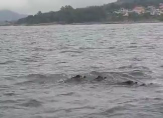 Porcos bravos nadadores, outra especie que cotiza á alza na ría de Noia