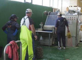 Mal arranque da campaña de libre marisqueo en Arousa