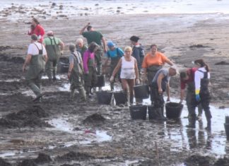 Mariscadores da Pobra retiran os restos de cinza e lodo arrastrados ata a praia dos Raposiños