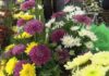 22 postos formarán parte do mercado das flores de Cambados que de novo se celebrará en Fefiñáns 22 postos formarán parte do mercado das flores de Cambados que de novo se celebrará en Fefiñáns