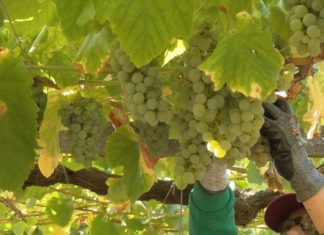 O aumento da demanda dos viños da DO Rías Baixas achéganse ao nivel de producción das adegas O aumento da demanda dos viños da DO Rías Baixas achéganse ao nivel de producción das adegas