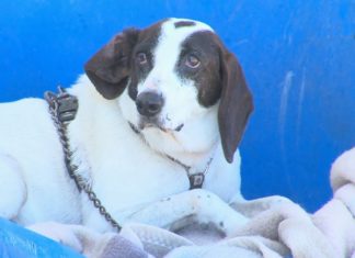 O refuxio de animais de Vilagarcía, saturado